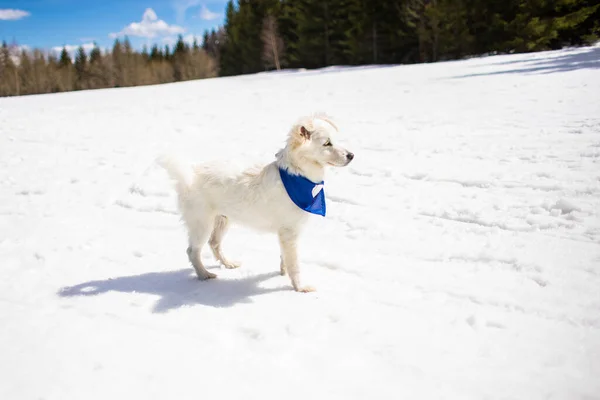 Little cute white dog outdoor in winter at snow — Stock Photo, Image