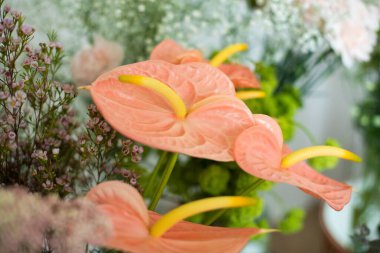 Pembe anthurium bir buketin içinde. Yüksek kalite fotoğraf