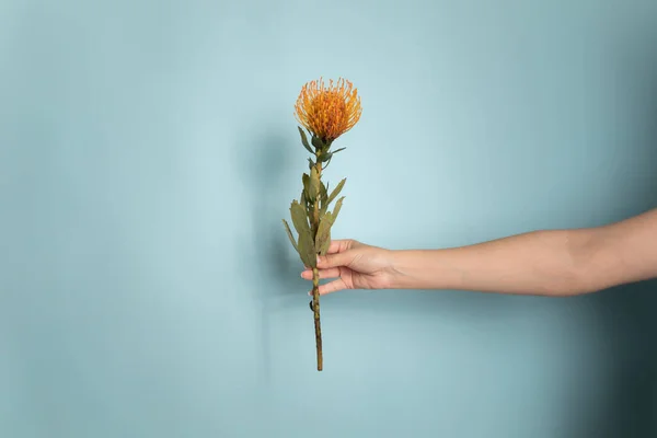 Leucospermum cordifolium açık mavi arka planda kadının elinde. Yüksek kalite fotoğraf