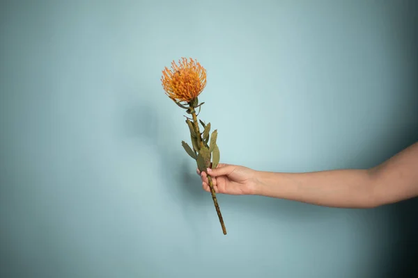 Leucospermum cordifolium açık mavi arka planda kadının elinde. Yüksek kalite fotoğraf