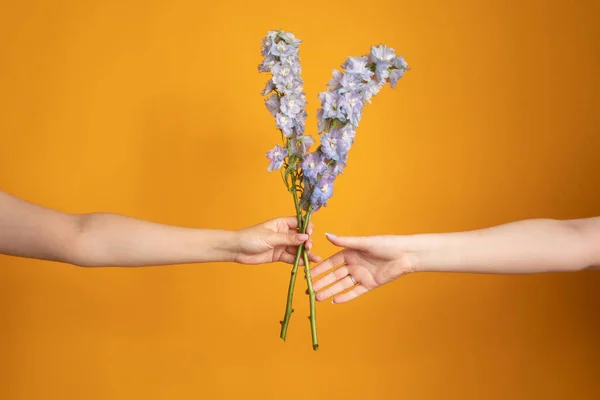 Güzel bir buket mavi çiçek. Delphinium Flowers ellerinde. Yüksek kalite fotoğraf