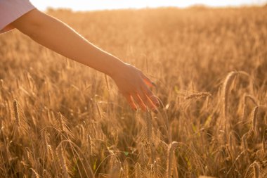Girl in wheat field, girls hand and wheat spikelets, sunset on field . High quality photo