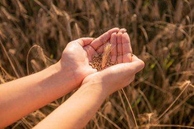 Wheat spikes in the hands of women. High quality photo