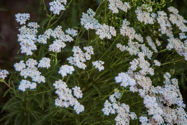 Common Yarrow Achillea borealis in meadow. High quality photo