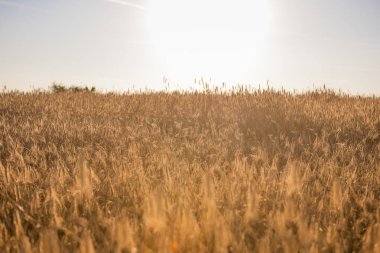 Zengin hasat konsepti. Güzel Tarım Alanı Günbatımı Manzarası. Olgunlaşan buğday başaklarının kırsal doğa manzarası. Yüksek kalite fotoğraf