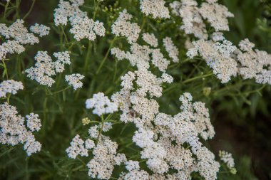 Common Yarrow Achillea borealis in meadow. High quality photo