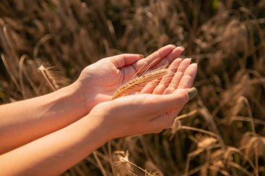Wheat spikes in the hands of women. High quality photo