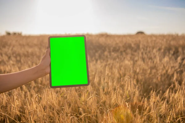 Green screen tablet on the wheat field background. Chroma key. Harvest field. High quality photo