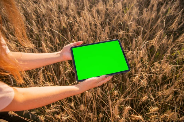 Green screen tablet on the wheat field background. Chroma key. Harvest field. High quality photo
