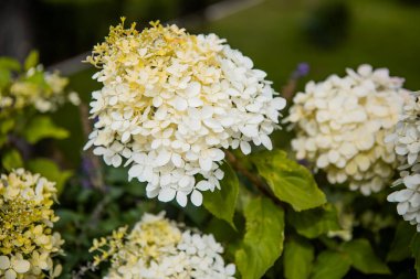 white inflorescence of hydrangea nature background close up. flowering hydrangea, pastel color. beautiful flower texture. High quality photo