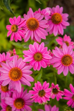 Echinacea purpurea flowering coneflowers, group of ornamental medicinal plants in bloom. High quality photo