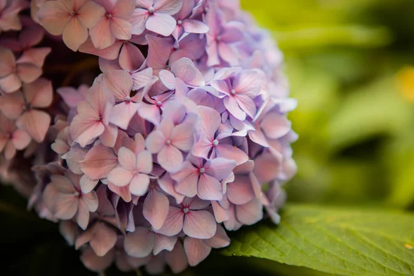 Hydrangea flower. Hydrangea macrophylla blooming in spring and summer in a garden. Close-up Purple Hydrangea or Hortensia flower. High quality photo