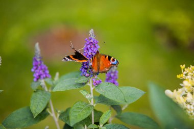 The buddleja davidii bush is blooming in the garden with butterfly on it. High quality photo