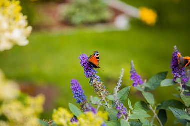 The buddleja davidii bush is blooming in the garden with butterfly on it. High quality photo