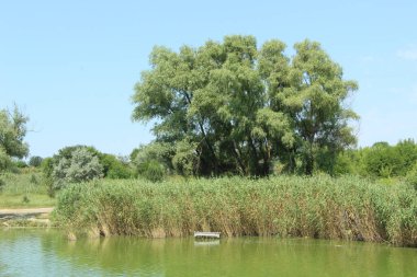 Kıyısında sazlıklar olan göl