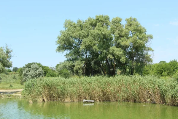 Kıyısında sazlıklar olan göl