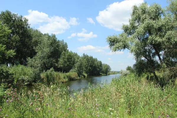 Oasis Verte Avec Une Rivière Milieu Steppe Chaude — Photo