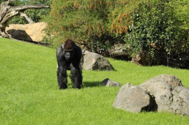 Yeşil çimlerde yürüyen bir goril.