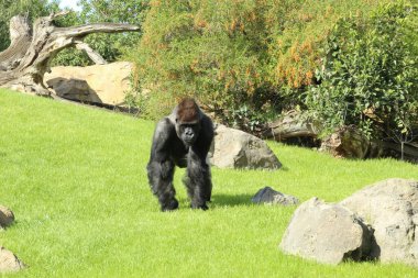 Yeşil çimlerde yürüyen bir goril.