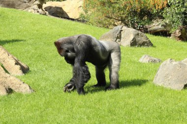 Yeşil çimlerde yürüyen bir goril.