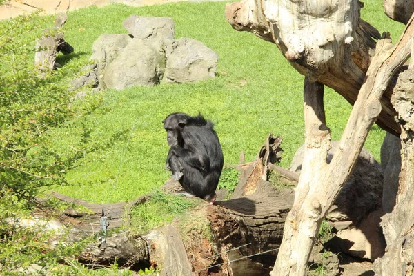 Chimpanzee Sits Stone Pose Thinker — Fotografie, imagine de stoc