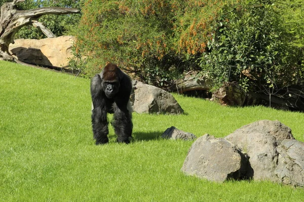 Yeşil çimlerde yürüyen bir goril.