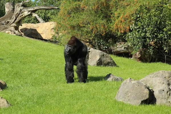 Gorila Paseo Por Césped Verde — Foto de Stock