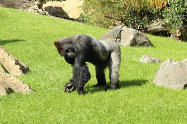 Yeşil çimlerde yürüyen bir goril.