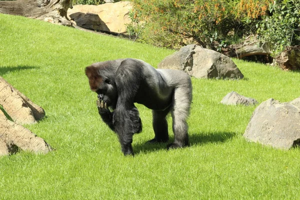 Yeşil çimlerde yürüyen bir goril.