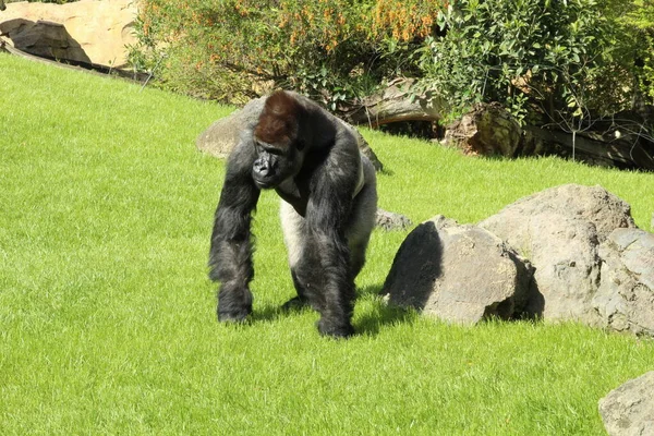 Gorille Sur Une Promenade Sur Une Pelouse Verte — Photo