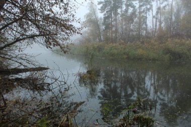 Sisin içindeki orman gölü