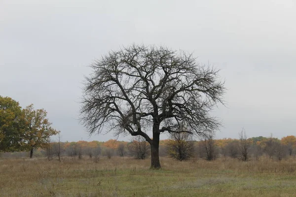 一人で畑に立つ木 — ストック写真