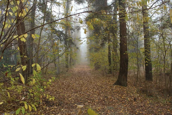 森の路地 秋の霧の中で離れる — ストック写真