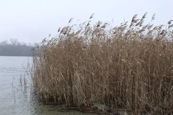 Matin Automne Sombre Sur Rive Rivière — Photo