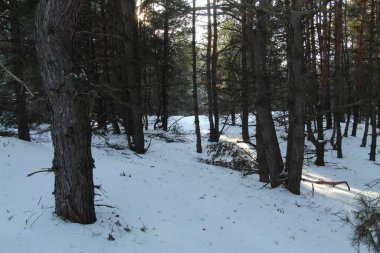 Karla kaplı çam ormanı