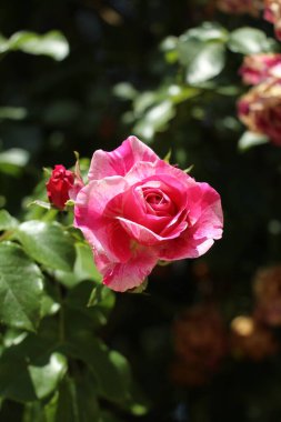 Parkta bir gül çalısı tomurcuklanıyor.