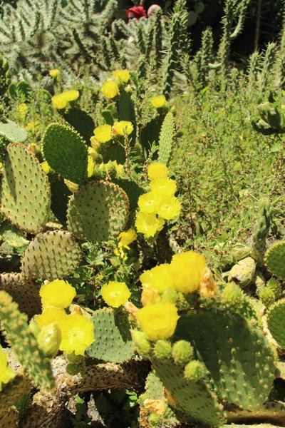 Cactus Florescendo Sob Sol Parque — Fotografia de Stock