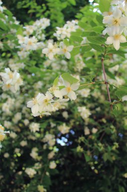 Doğa bahar Uyanışı