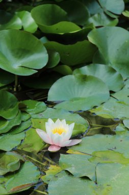 Gölde çiçeklenme Lily