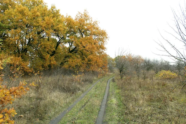 秋の日の森の道 — ストック写真