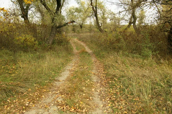 Route Forestière Jour Automne — Photo