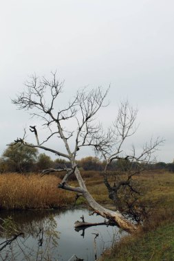 On the autumn bank of the river