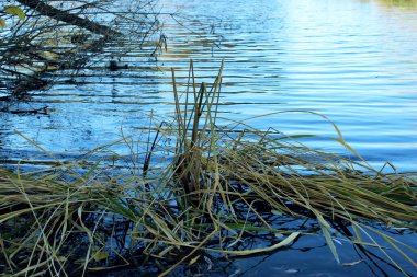 On the autumn bank of the river