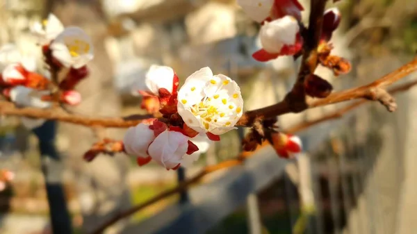Blomma Närbild Närbild Blomma Gren Ett Blommande Träd Våren — Stockfoto