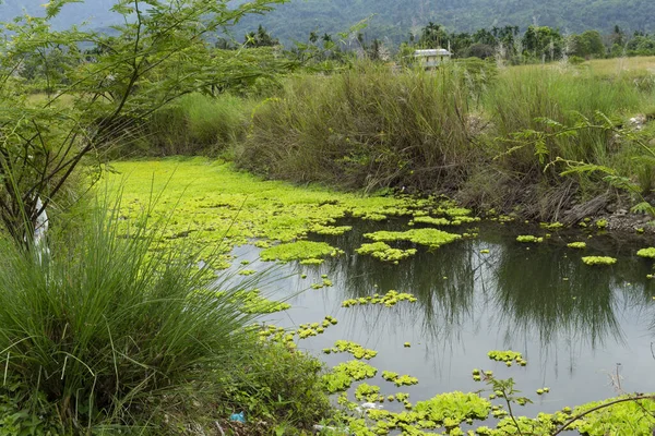 Gölette yüzen su bitkileri, kiambang, kapu kapu kapu, kayu apu, apu apu 