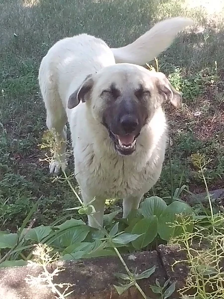 Kangal Shepherd Dog Směje — Stock fotografie