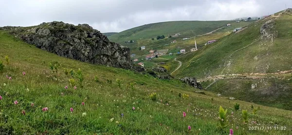 Doğal güzel çiçek manzarası