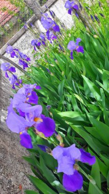 Doğal güzel çiçek manzarası