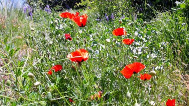 Doğal güzel çiçek manzarası
