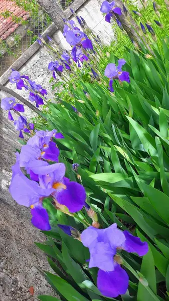 Doğal güzel çiçek manzarası